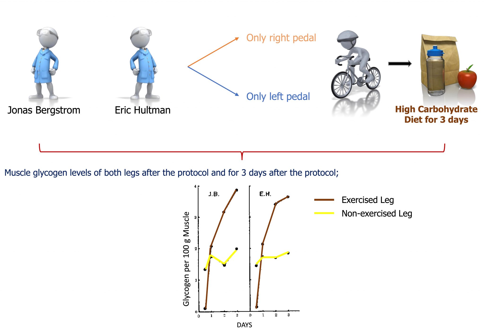 What is Carbohydrate Loading? Egzersizde Beslenme